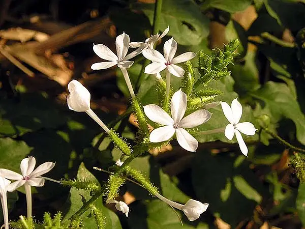 Plumbago