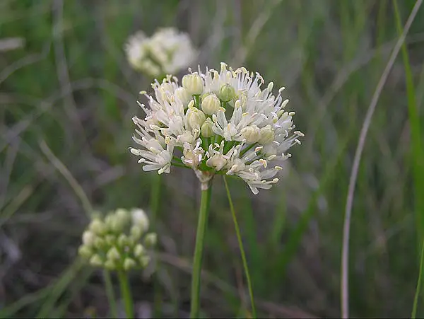 Wild Onion
