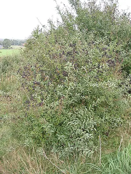 Privet