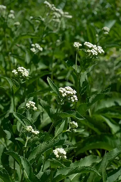 Eastern Feverfew