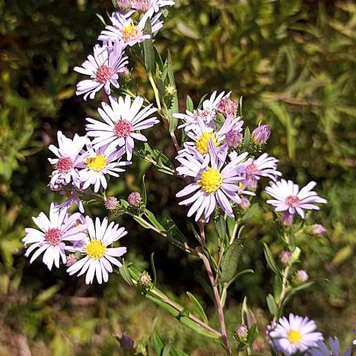 Willow Aster