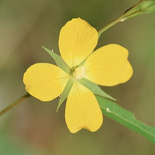 Winged Water Primrose