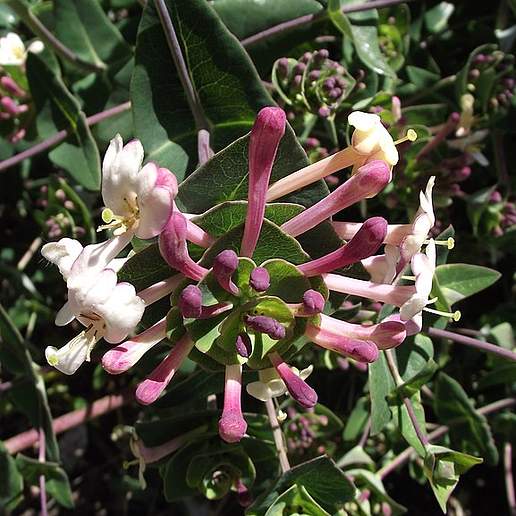 Mediterranean Honeysuckle