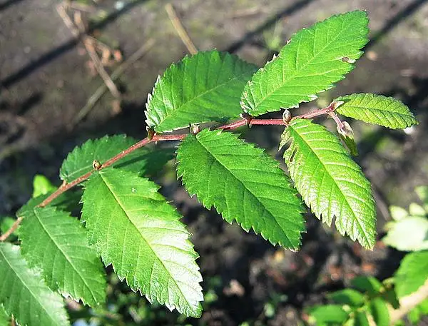 Wahoo Elm