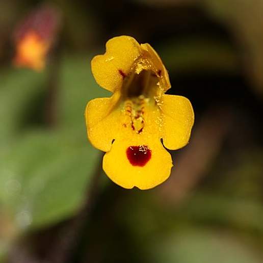 Chickweed Monkeyflower