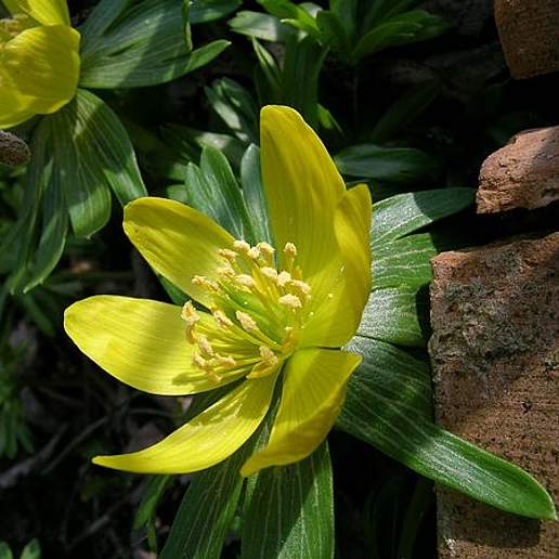 Winter Aconite