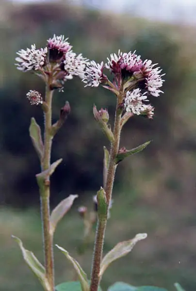 Winter Heliotrope
