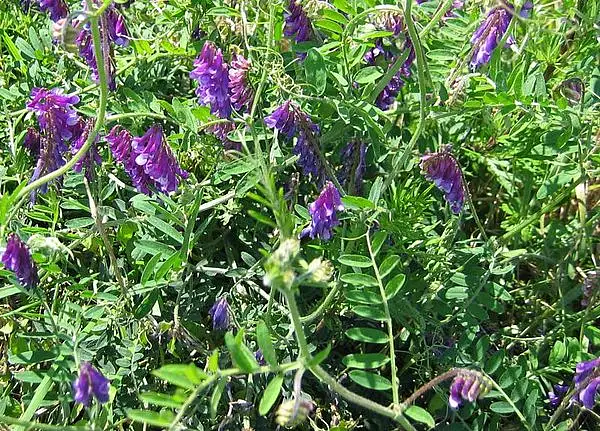 Winter Vetch