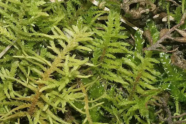 Wiry Fern Moss
