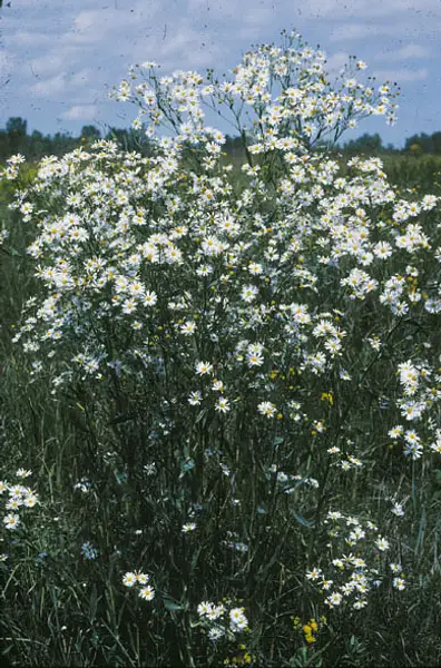 Star Boltonia