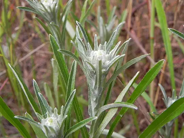 Woodland Arctic Cudweed