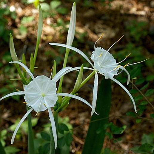 Carolina Spider Lily