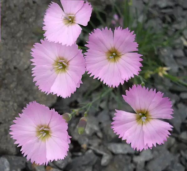 Woodland Pink