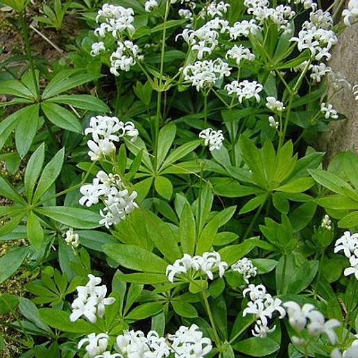 Woodruff
