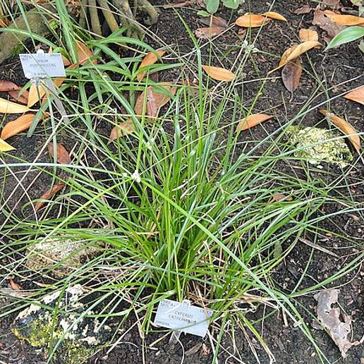 Woodrush Flat Sedge