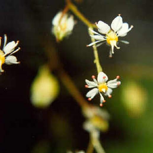 Merten's Saxifrage