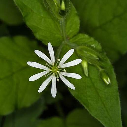 Wood Chickweed