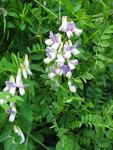 Wood Vetch