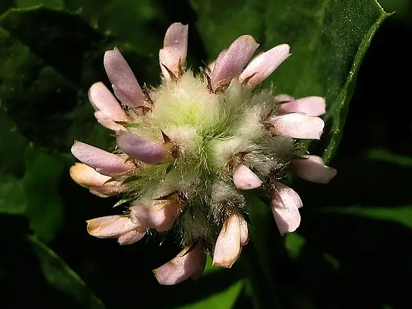 Woolly Headed Clover