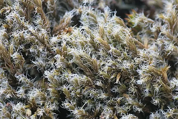 Woolly Moss