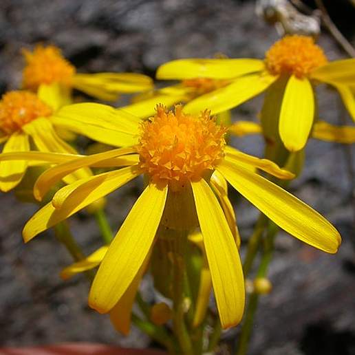 Woolly Groundsel
