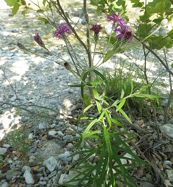 Woolly Ironweed