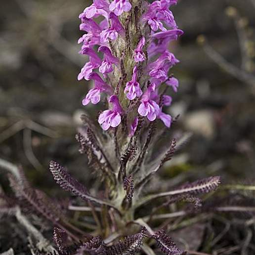 Pedicularis Adamsii