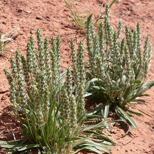 Patagonia Indian Wheat