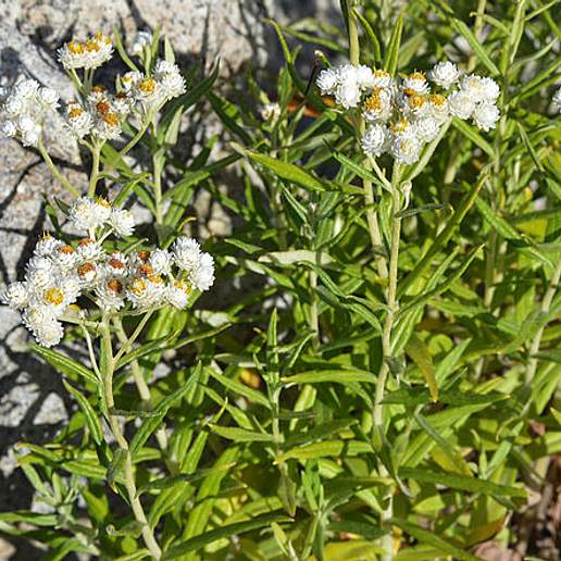 Antennaria Villifera Septentrionalis