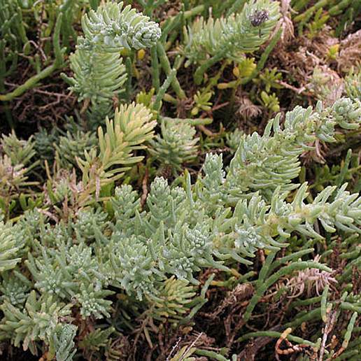 Needle Leaf Seepweed
