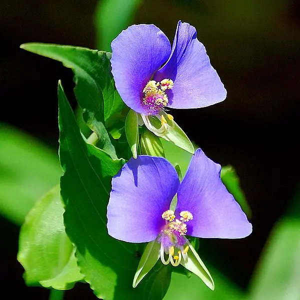 False Dayflower