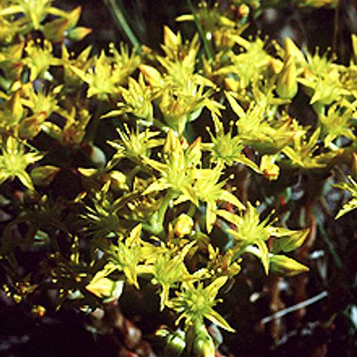Wormleaf Stonecrop