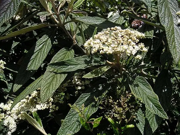 Wrinkled Viburnum