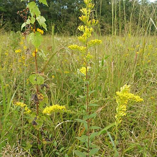 Rough Stem Goldenrod
