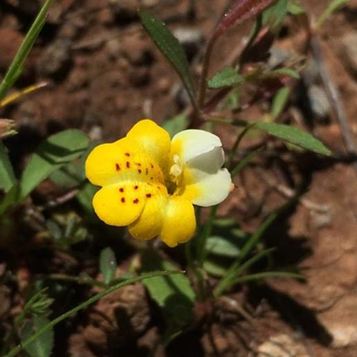 Yellow And White Monkeyflower