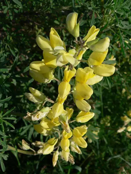 Tree Lupine