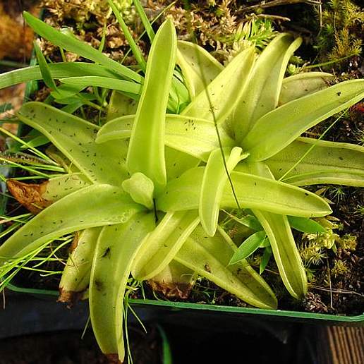 Yellow Butterwort