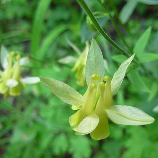 Yellow Columbine