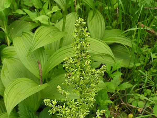 Giant False Helleborine