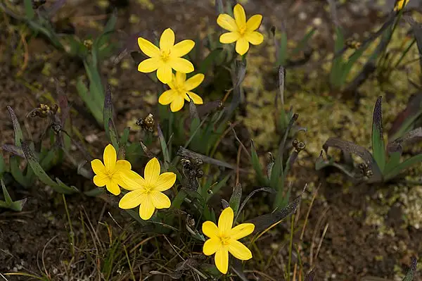 Yellow Eyed Grass