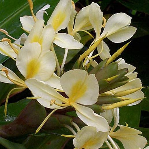 Yellow Ginger Lily