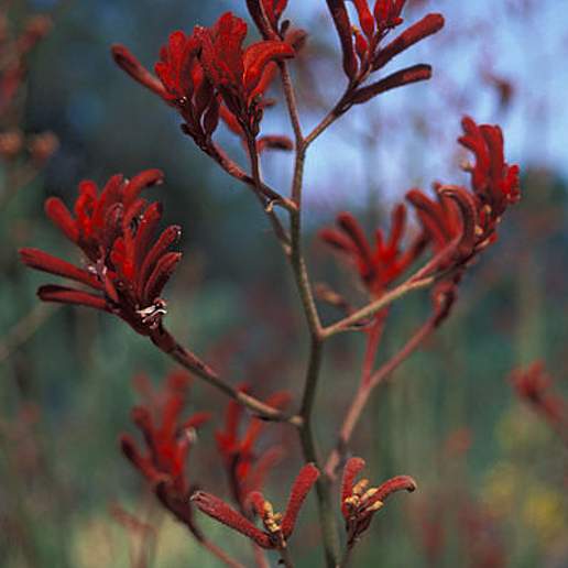 Tall Kangaroo Paw