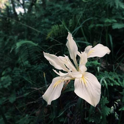 Yellowleaf Iris