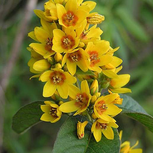 Yellow Loosestrife