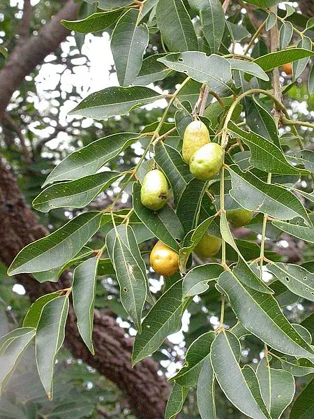 Hog Plum