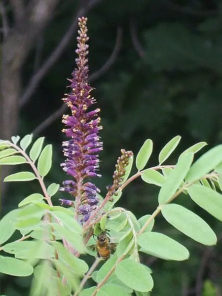 Desert False Indigo