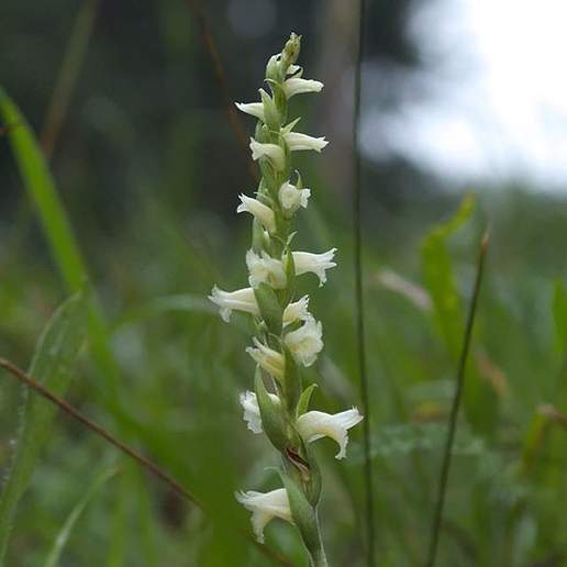 Yellow Nodding Ladies' Tresses