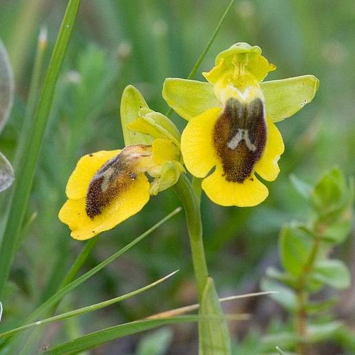 Yellow Bee Orchid