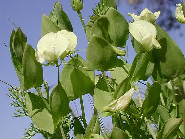 Yellow Vetch