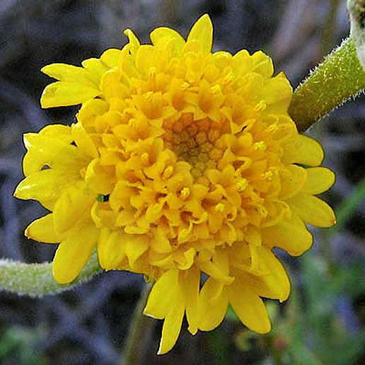 Chaenactis Filifolia
